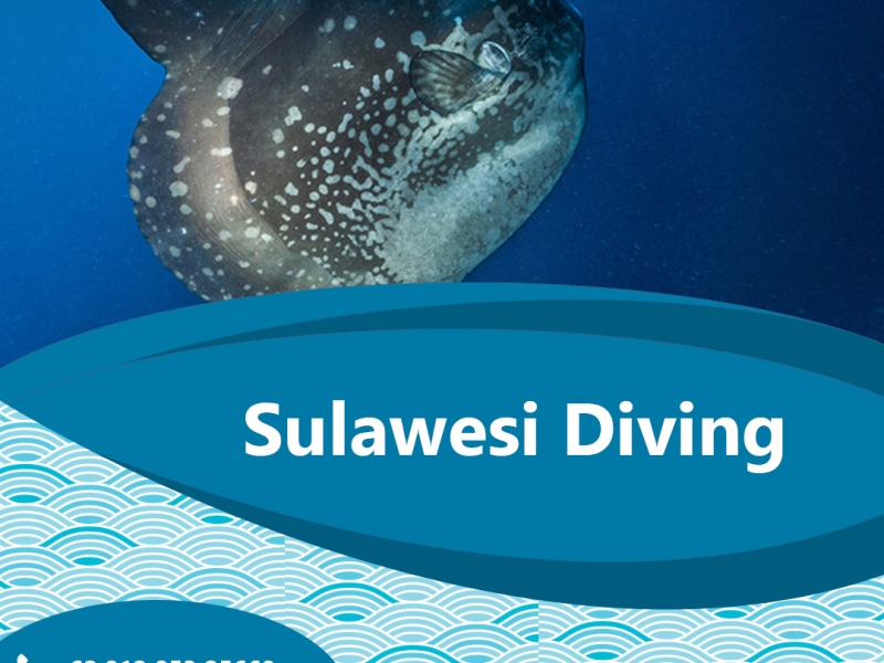 How To Safely Enjoy Open Water Scuba Diving Experience?